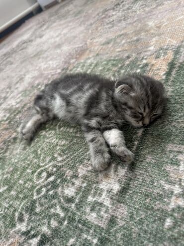 продаю шотландских котят: Скотиш Фолд (Шотландская вислоухая), 4 месяца, Мальчик, Серый — 4