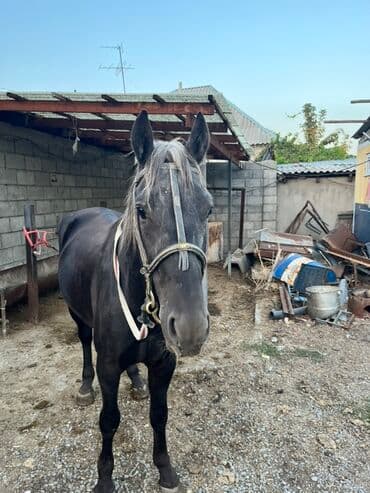 отдам породистую собаку: Продаю | Кобыла (самка) | Рабочий — 1
