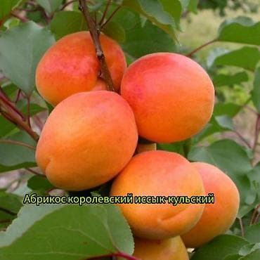 кызыл алма: Саженцы плодовых культур (разные сорта) оптом и в розницу. Успейте — 5