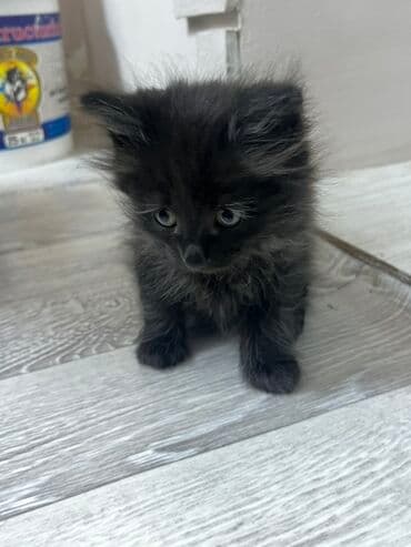 кошка домик: Отдам даром котят. Их пятеро. 3 мальчика и 2 девочки Возраст: 2 месяца — 3