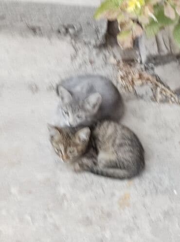 новорожденные котята: Беспородная, 3 месяца, Девочка — 5