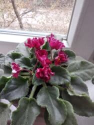 укорененные листики фиалок: Сенполии (узамбарские фиалки) с бордовыми махровыми цветками. - — 2