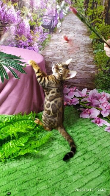 сколько стоит котенок британской золотой шиншиллы: Друзья. Бенгальские котята !! Проф.Питомник Бен Гла Мур предлагает — 3