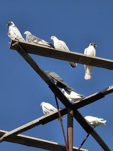 Продаю голубей,головастики,пакистанцы,такла,игра и лёт гарантия есть