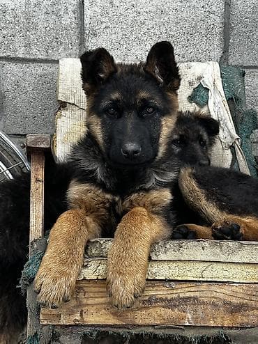 щенок овчарки цена: Немецкая овчарка, 2 месяца, Самка — 2