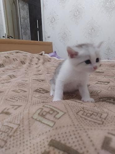 персидский котенок: Скотиш Страйт (Шотландская прямоухая), 1 месяц, Мальчик, Серый, Приучена к лотку — 4