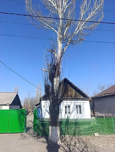 лазурный берег продажа: Продам тополь (влажная древесина на корню/самовырубка) — 1