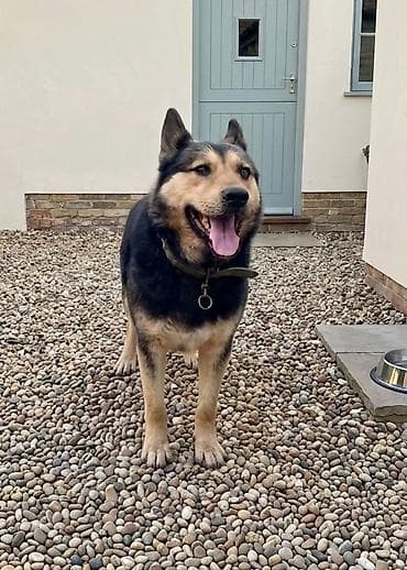 хомяк домашний купить: Кобель по кличке Добрыня (смесь с овчаркой) ищет хозяина. Отдаем — 2