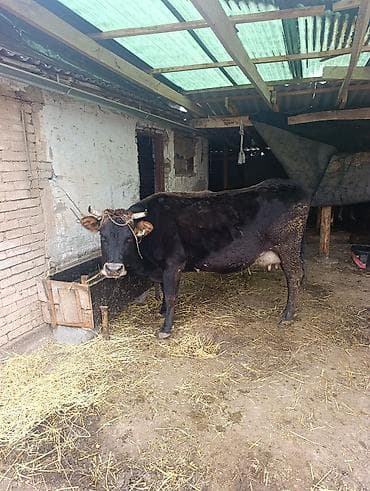 корова с телёнком: Продаю | Корова (самка) | Для молока | После отела — 7