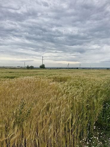 Куплю ячмень, пшеницу урожая 2026 с поля