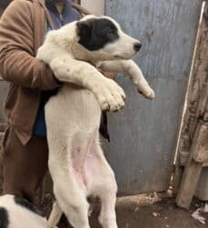 колли собака: Алабай, 3 айлык, Ургаачы, Эмделген — 3