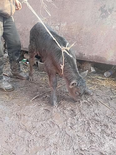 Айыл-чарба жаныбарлары: Сатам | Музоо | Аргын | Жасалма уруктандырылган — 4