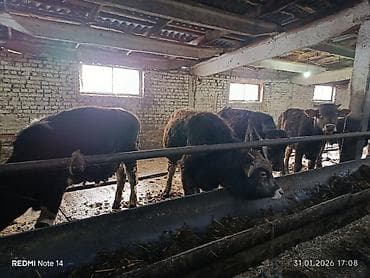 крупно рагатый скот: Продаю | Бык (самец) | Полукровка | На откорм — 6