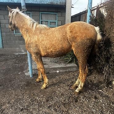 Продаю | Кобыла (самка) | Для разведения | Племенные