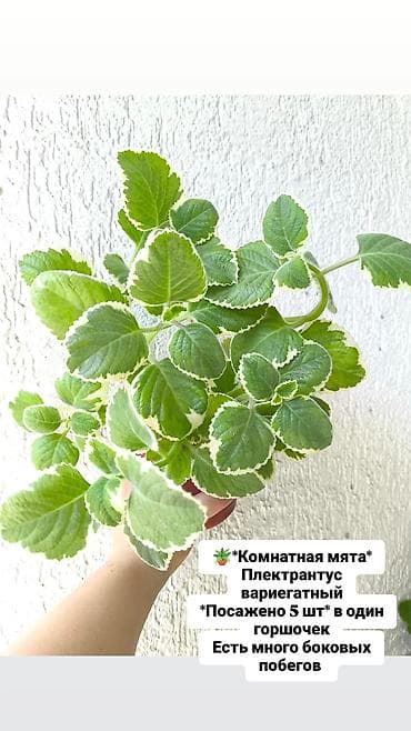 Комнатные растения: Продаю свои комнатные растения 🪴🌺 ! Цены разные ! 1) Суккулент — 7