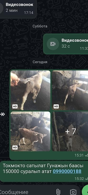 боос кой: Продаю | Тёлка | Для разведения — 1