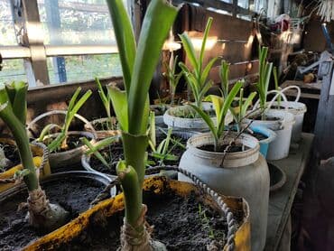 купить садовую тележку: Продаю ИНДИЙСКИЙ ЛУК. Молодые луковичные растения, посаженные в — 3