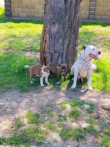 домашний животные: На продажу щенки питбуль — 1