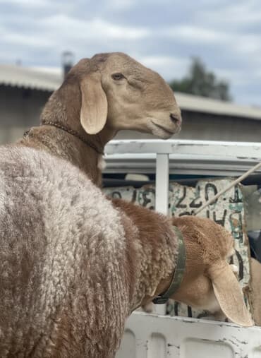 связи с переездом: Продаю | Баран (самец) | Арашан | Для разведения, Для шерсти | Племенные, Осеменитель — 1