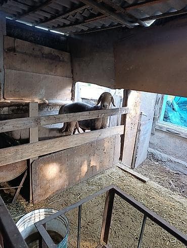 алабай: фото щенки: Продаю | Овца (самка) | Полукровка | Для разведения | Матка — 2