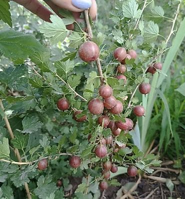 свежий малина: Крыжовник красноплодный (сортовой уст). Куст 2-х летка .Цена — 3