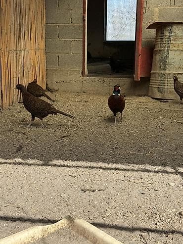 жаны асый: Фазаны (порода: охотничий/маньчжурские) - Вольерное содержание — 3