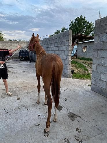 машинка для животных: Продаю | Жеребенок | Конный спорт — 2