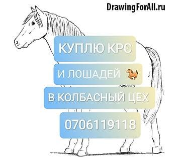 Частное лицо, Колбасный цех : Лошади, кони, Коровы, быки, | Круглосуточно, Любое состояние, Забитый