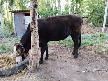 продаю музоо торпок корова самка бык самец айрширская ангус алатауская на забой для разведения на откорм племенные нетель привязанные: Сатам | Уй (ургаачы), Кунаажын | Швиц, Симментал, Голштин | Кунажын, Бооз — 6