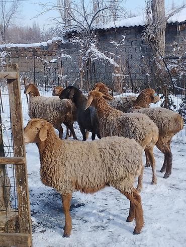 симпарика бишкек: Сатам | Козу | Арашан | Көбөйтүү үчүн | Ургаачы, Токту — 3