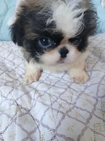 кошка шотланка: ШИКАРНЫЕ. ИМПЕРАТОРСКИЕ. ЩЕНКИ. ПЕКИНЕСОВ. ПЯТНАРИ. ТРИКОЛОР — 1