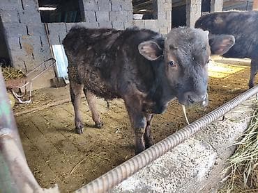 Продаю | Бык (самец), Тёлка | Алатауская | На откорм, На забой, Для разведения | Племенные, Искусственник at lalafo.kg Продаю | Бык (самец), Тёлка | Алатауская | На откорм, На забой, Для разведения | Племенные, Искусственник