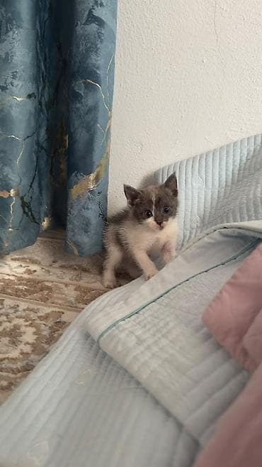 Отдам даром кошку: Кошка даром: Беспородная, 1 месяц, Мальчик, Приучена к лотку, Проглистована — 3