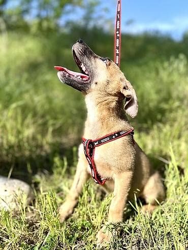 Ищем дом для маленькой Бусинки 🐾🏡 Группа «Зоозащита Бишкек» ищет