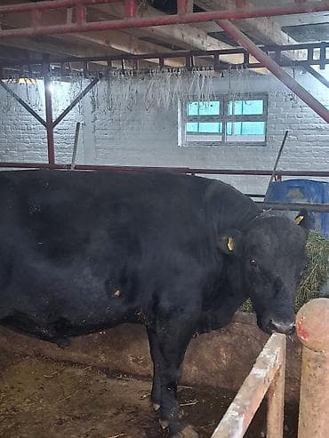 тай полукровка: Продаю | Бык (самец) | Абердин-ангус | Для разведения | Племенные — 2