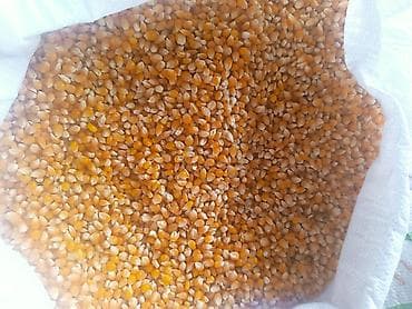 ат башы там: Кукуруза поп корм - Вид: сухое зерно кукурузы, фракция средняя — 1
