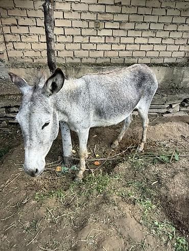 мальки рыб: Ослы (взрослая особь и жеребёнок) Чонусу ургачы баласы эркек - Вид — 2