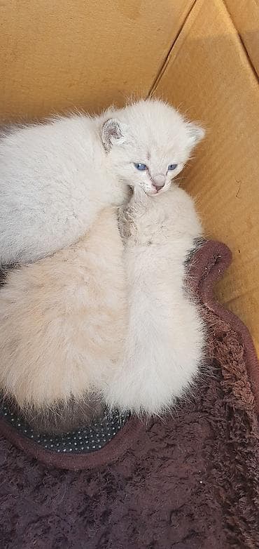 кошка пародистый: Котята, помёт из нескольких малышей разного окраса: - — 1