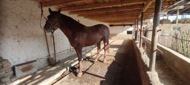 товары для животных: Лошади, кони — 3