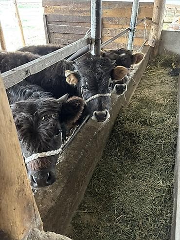 быки тёлки: Продаю | Бык (самец) | Алатауская | На откорм | Привязанные — 2