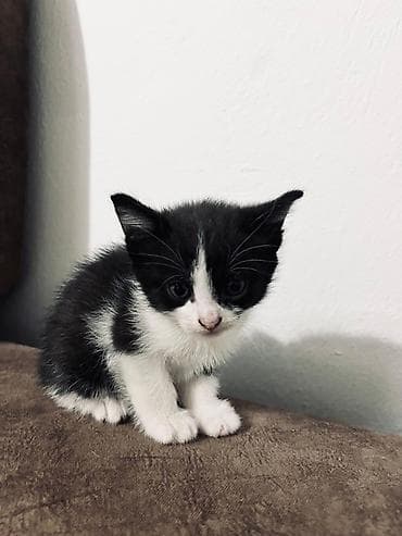 бесплатные котята: Котята, короткошёрстные, домашние. - Возраст примерно 1,5 месяца — 5