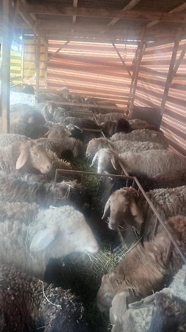 кочкоры: Сатам | Кочкор (эркек) | Көбөйтүү үчүн — 2