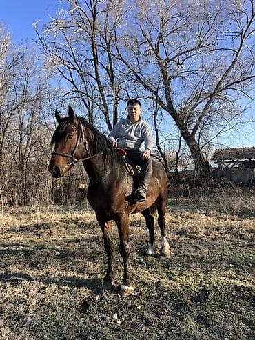 короз сатам: Сатам | Байтал | Көбөйтүү үчүн — 3