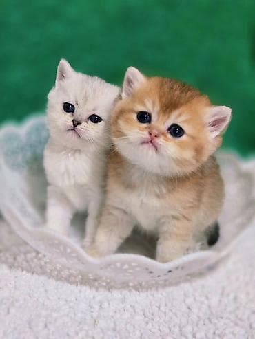 ош котенок: Британская короткошёрстная, 1 месяц, Девочка, Золотая шиншилла — 1