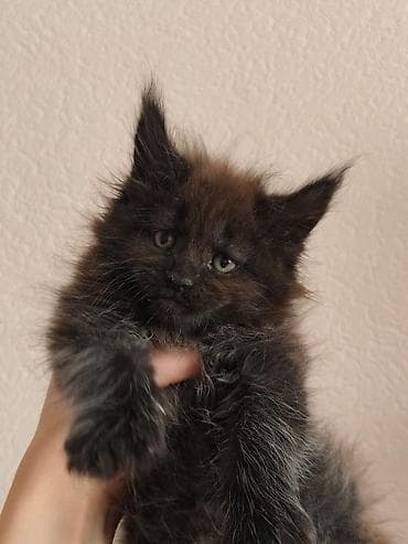 Адрес -Юг 2, район Вефы центра!Пушистые котята породы мейн-кун