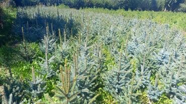 коса садовая: Голубая ель в продаже от 3500 — 4