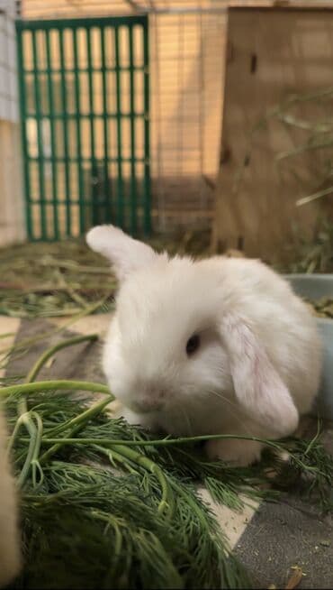 карликовый пудель сколько стоит: 😍🐰🥰 Вислоухие малыши, начинаем бронь😍 Белые голубоглазки😍 Белоснежные — 6