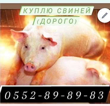 дорого: Продаю | Поросенок, Свинья (самка), Хряк (самец) | На забой — 5