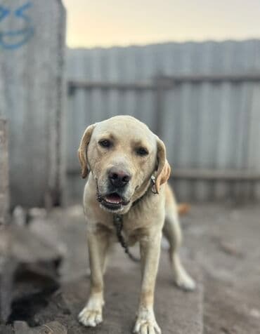 Цена ДОГОВОРНАЯ Порода: лабрадор-ретривер (светло-палевый окрас)