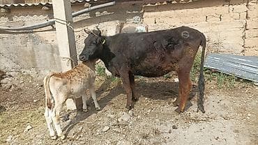 Животные: Продаю | Корова (самка) | Для разведения | После отела — 5